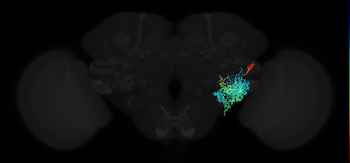 adult anterior ventrolateral protocerebrum neuron 542