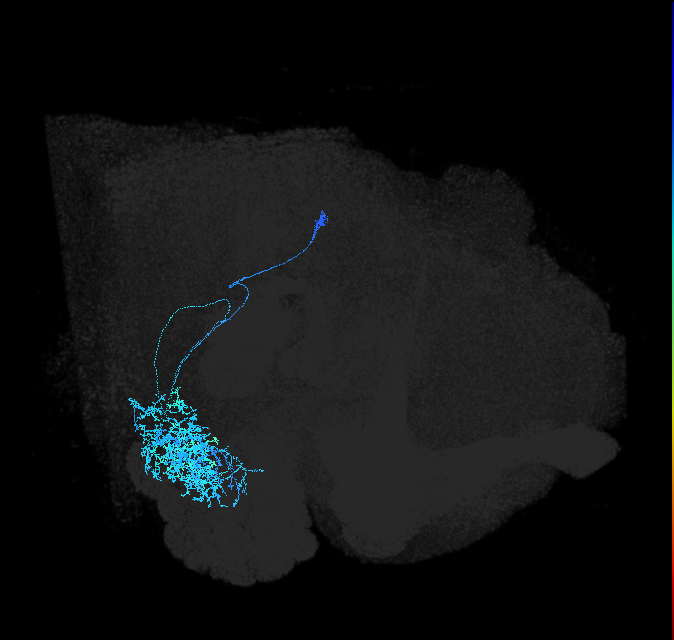 adult anterior ventrolateral protocerebrum neuron 543