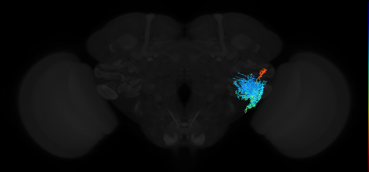 adult anterior ventrolateral protocerebrum neuron 544