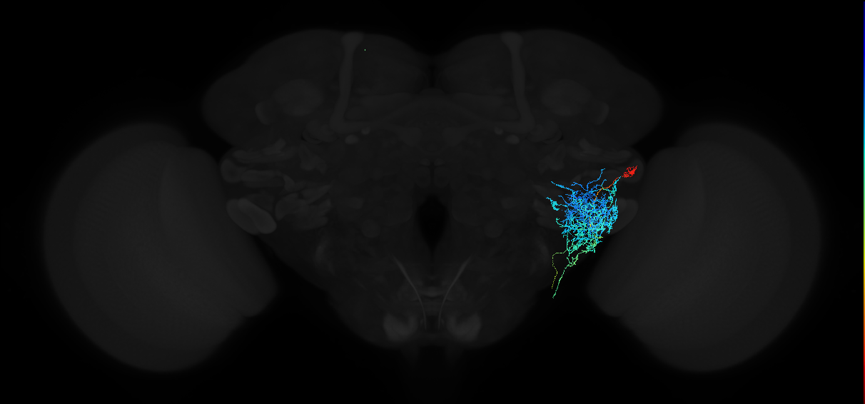 adult anterior ventrolateral protocerebrum neuron 545