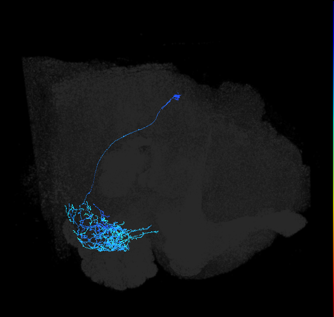 adult anterior ventrolateral protocerebrum neuron 546