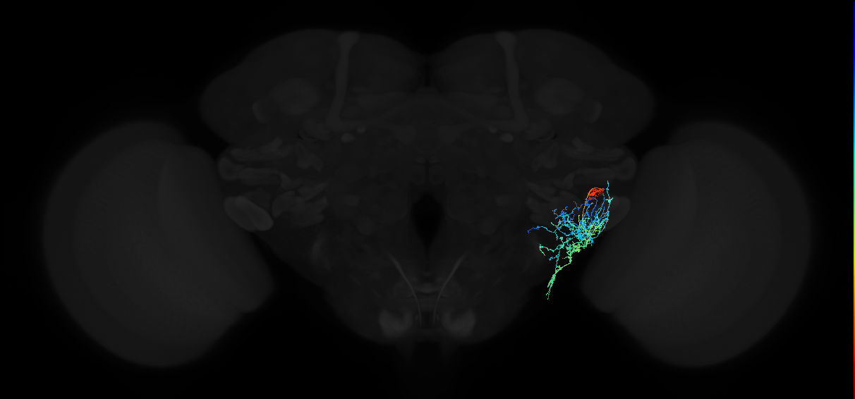 adult anterior ventrolateral protocerebrum neuron 547