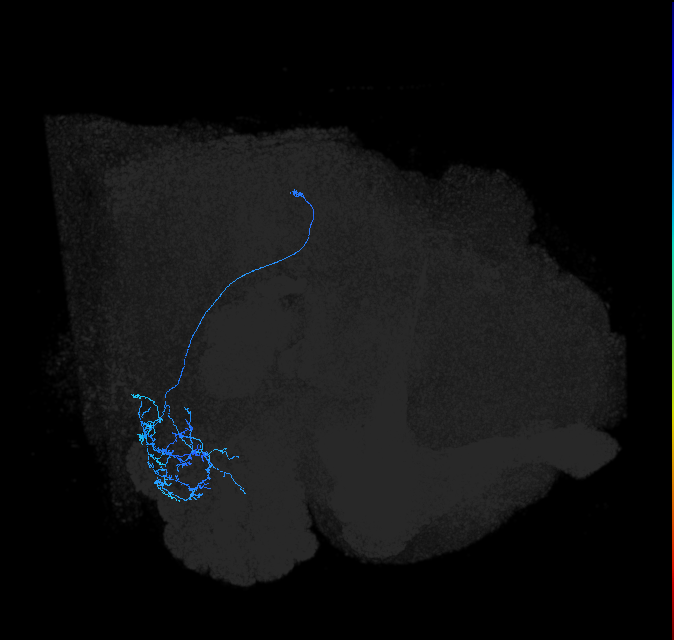 AVLP548_b_R (FlyEM-HB:5813031935)