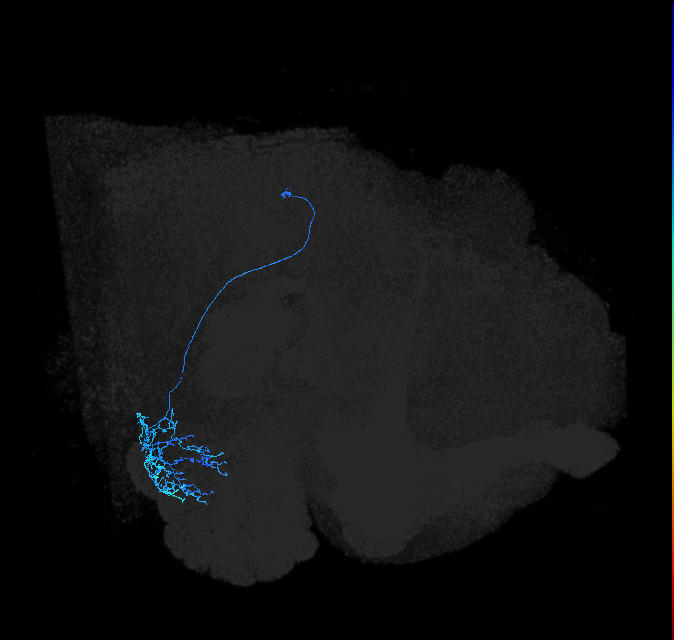 AVLP548_b_R (FlyEM-HB:2039878254)