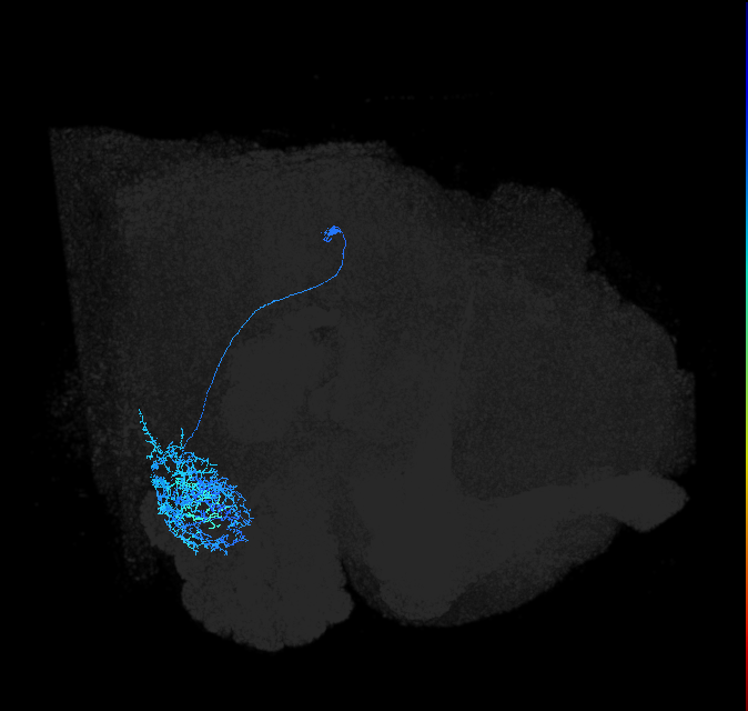 adult anterior ventrolateral protocerebrum neuron 548
