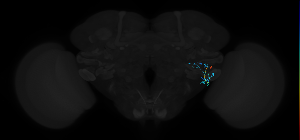 adult anterior ventrolateral protocerebrum neuron 550