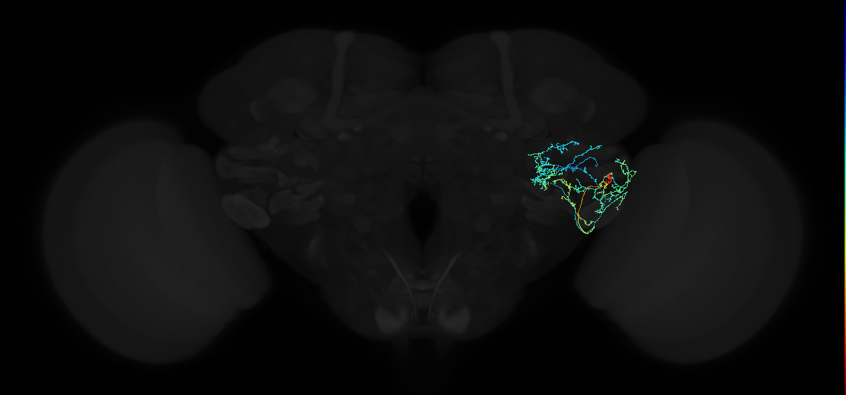 adult anterior ventrolateral protocerebrum neuron 551
