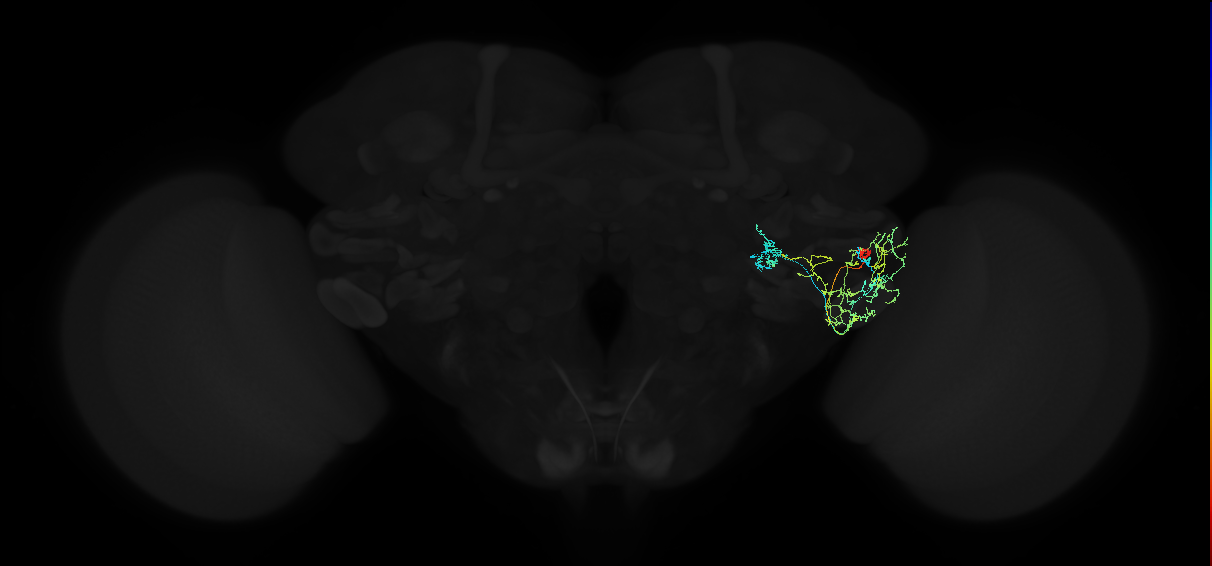 adult anterior ventrolateral protocerebrum neuron 552