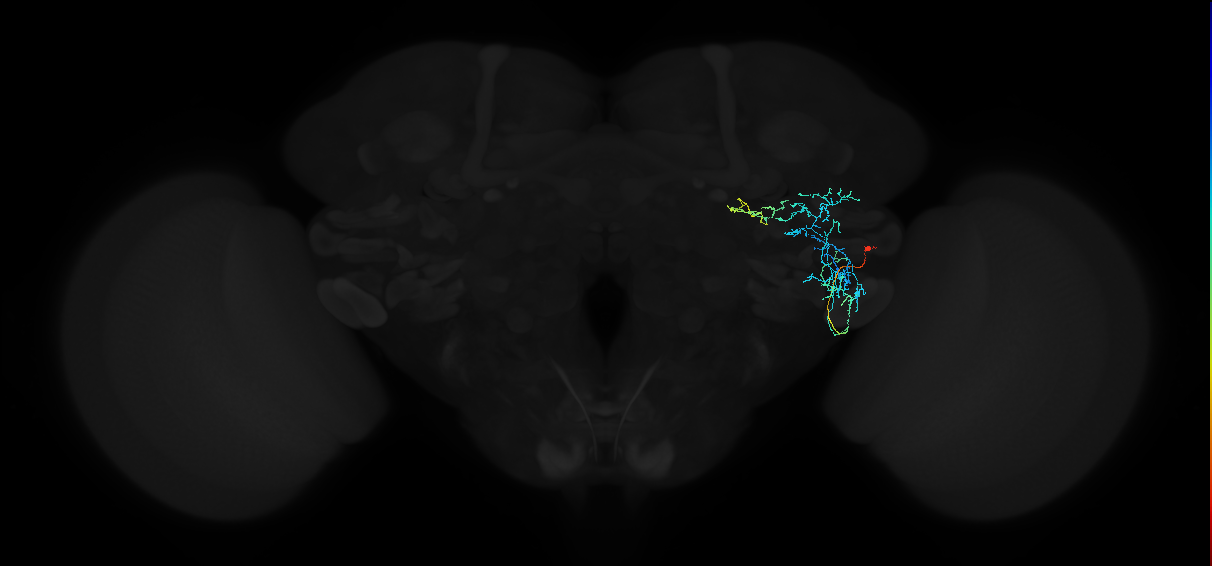 adult anterior ventrolateral protocerebrum neuron 553