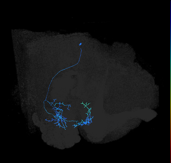 adult anterior ventrolateral protocerebrum neuron 554
