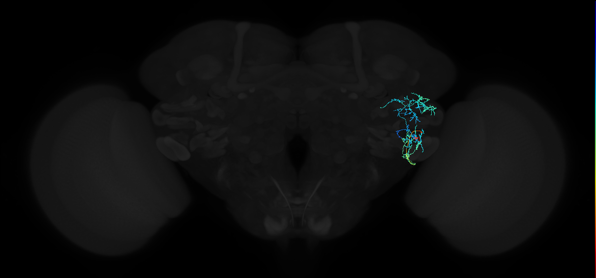 adult anterior ventrolateral protocerebrum neuron 554