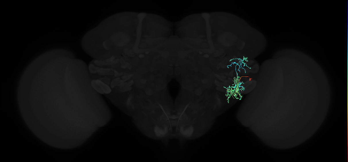 adult anterior ventrolateral protocerebrum neuron 555