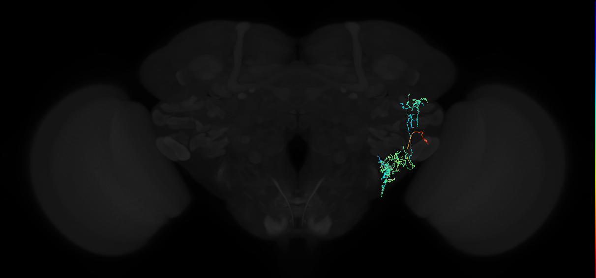 adult anterior ventrolateral protocerebrum neuron 556