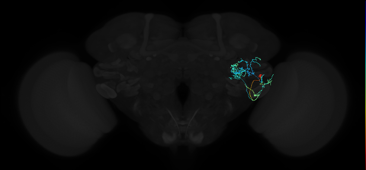 adult anterior ventrolateral protocerebrum neuron 557