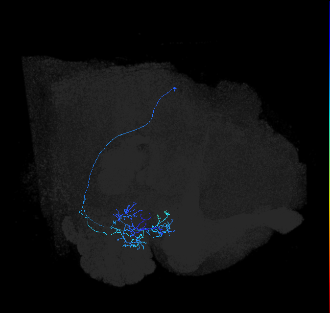 adult anterior ventrolateral protocerebrum neuron 558