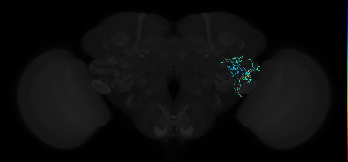 adult anterior ventrolateral protocerebrum neuron 558