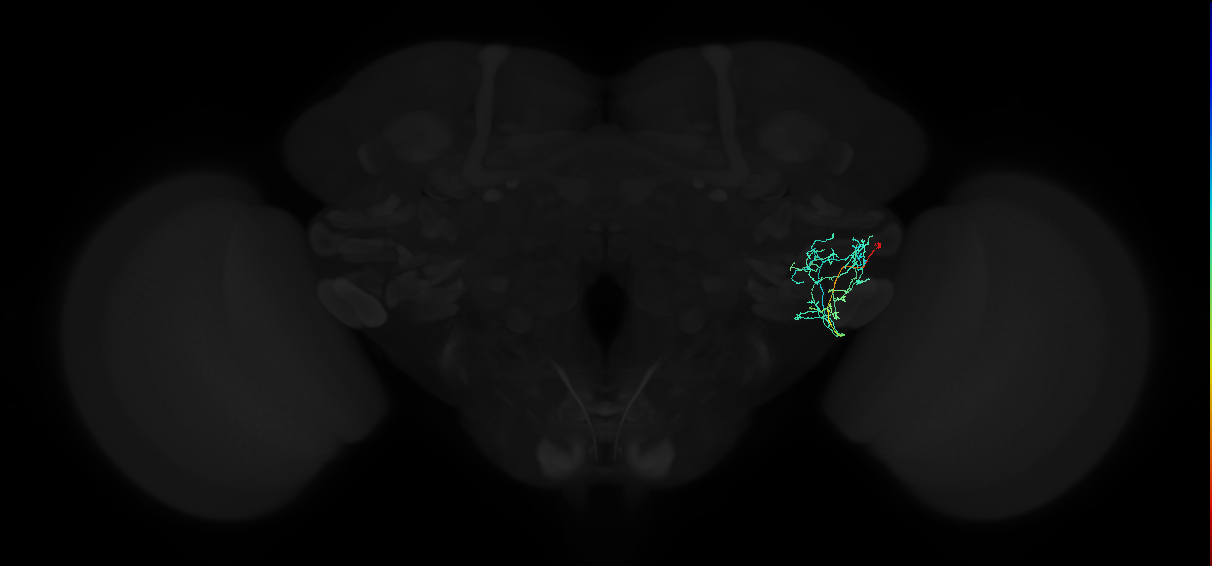 adult anterior ventrolateral protocerebrum neuron 559