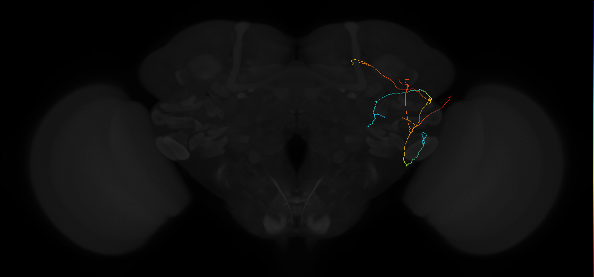 adult anterior ventrolateral protocerebrum neuron 560