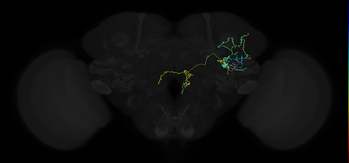adult anterior ventrolateral protocerebrum neuron 561