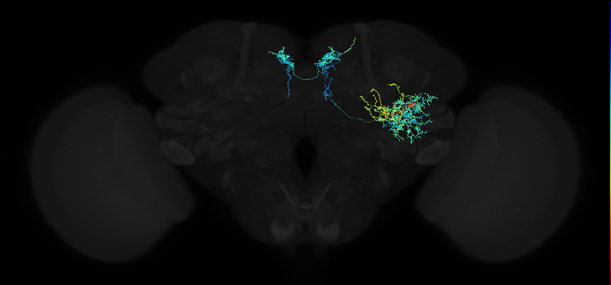 adult anterior ventrolateral protocerebrum neuron 563