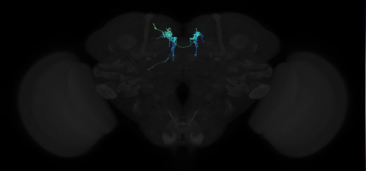 adult anterior ventrolateral protocerebrum neuron 563