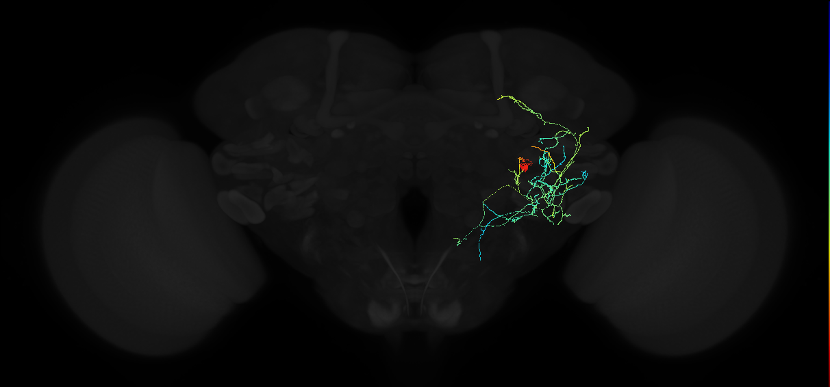 adult anterior ventrolateral protocerebrum neuron 564