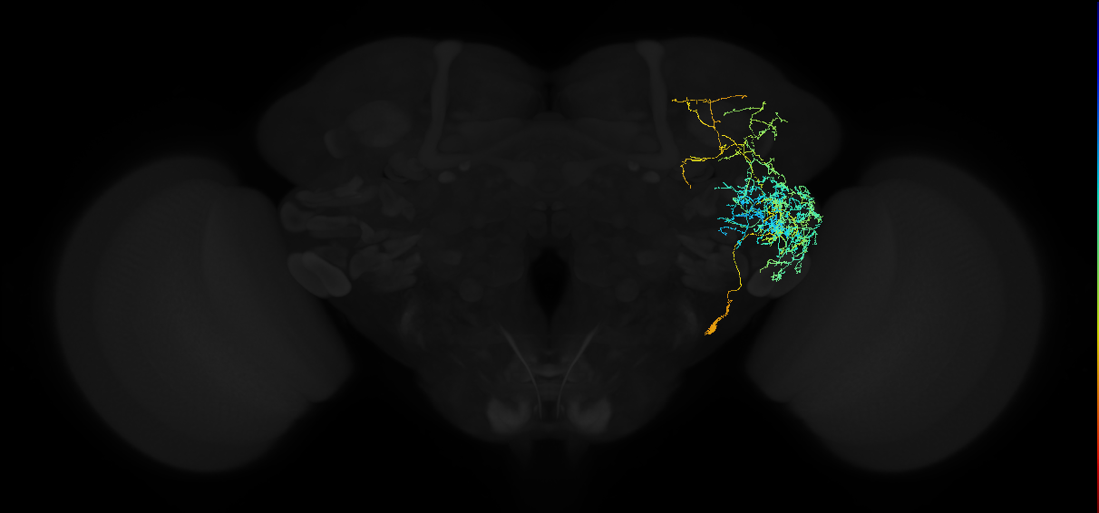 adult anterior ventrolateral protocerebrum neuron 565