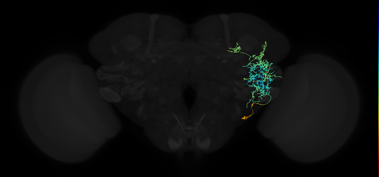 adult anterior ventrolateral protocerebrum neuron 566