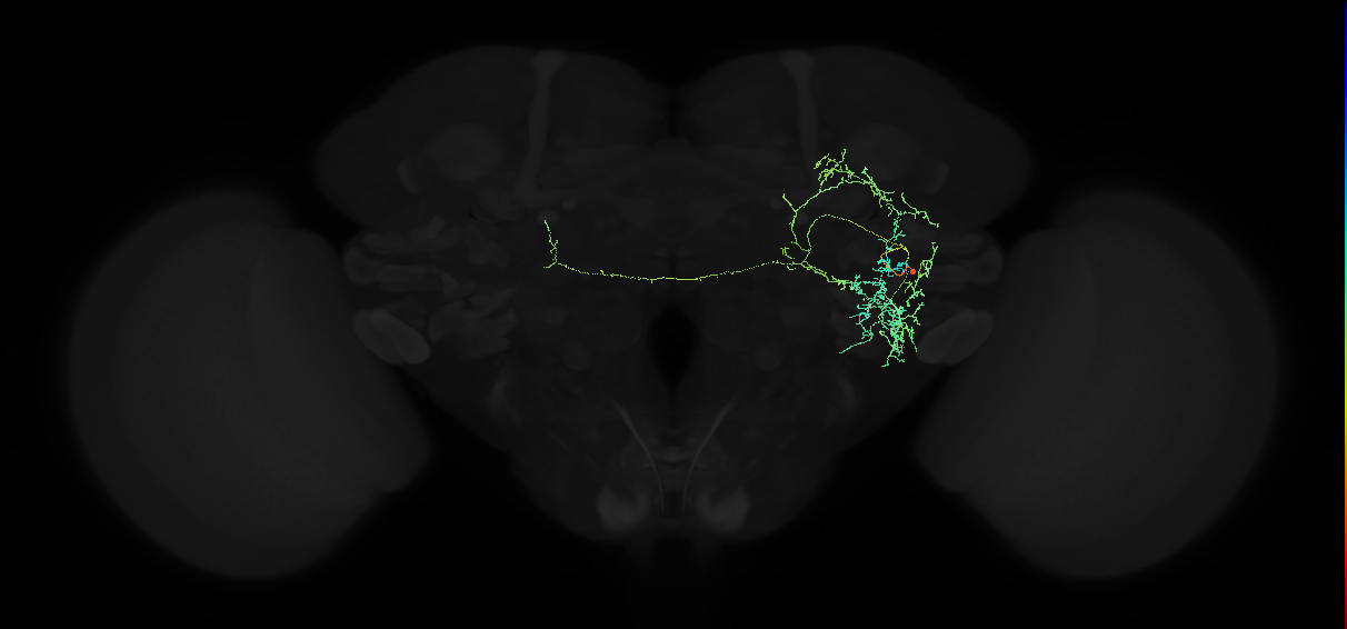 adult anterior ventrolateral protocerebrum neuron 567