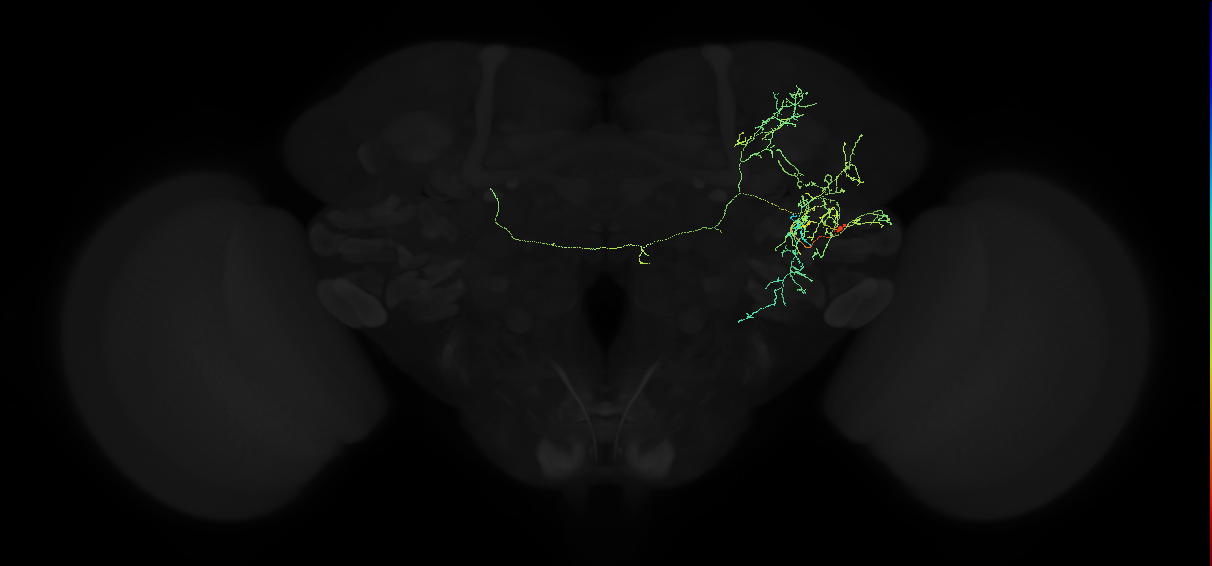 adult anterior ventrolateral protocerebrum neuron 568