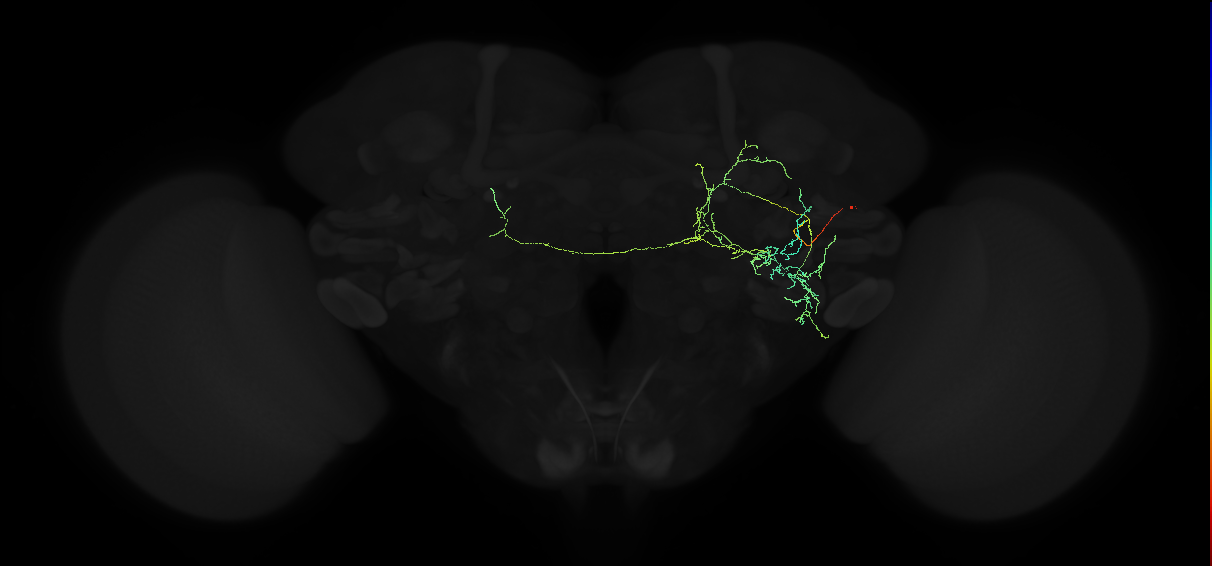 adult anterior ventrolateral protocerebrum neuron 569