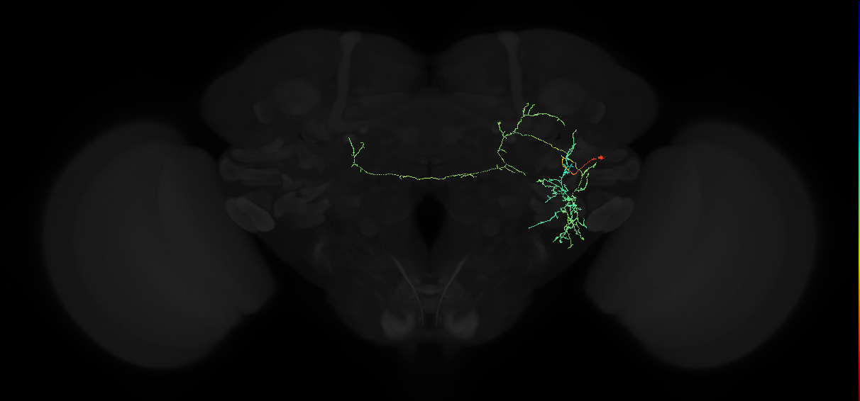 adult anterior ventrolateral protocerebrum neuron 569