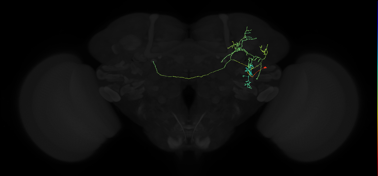 adult anterior ventrolateral protocerebrum neuron 570