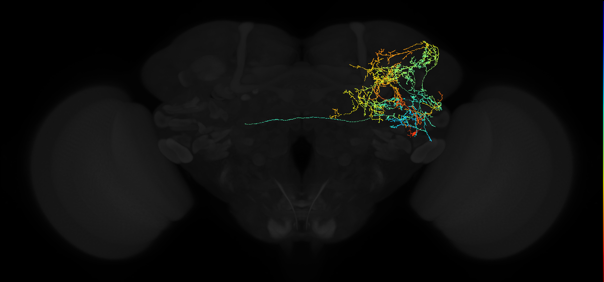 adult anterior ventrolateral protocerebrum neuron 571