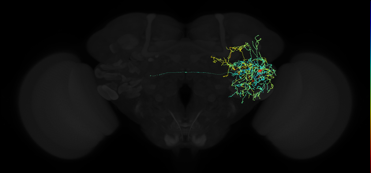 adult anterior ventrolateral protocerebrum neuron 572