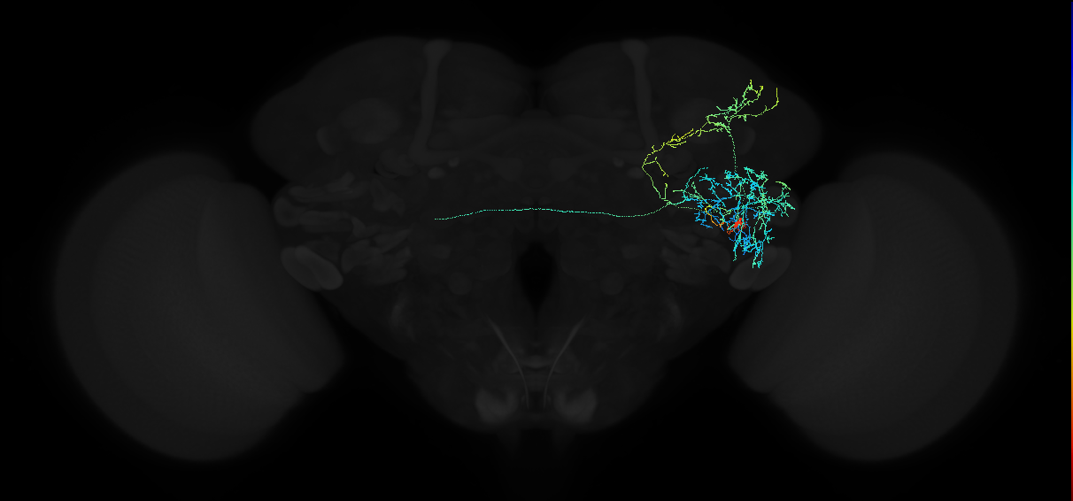 adult anterior ventrolateral protocerebrum neuron 574
