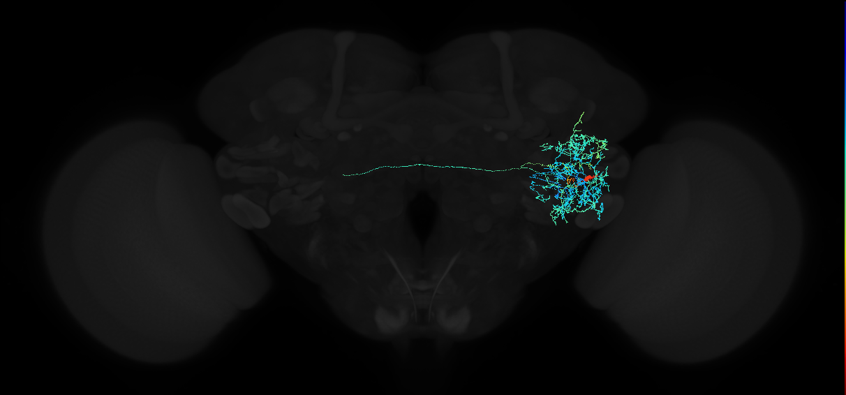adult anterior ventrolateral protocerebrum neuron 576