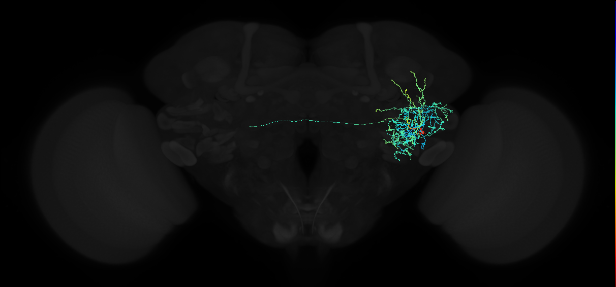 adult anterior ventrolateral protocerebrum neuron 577