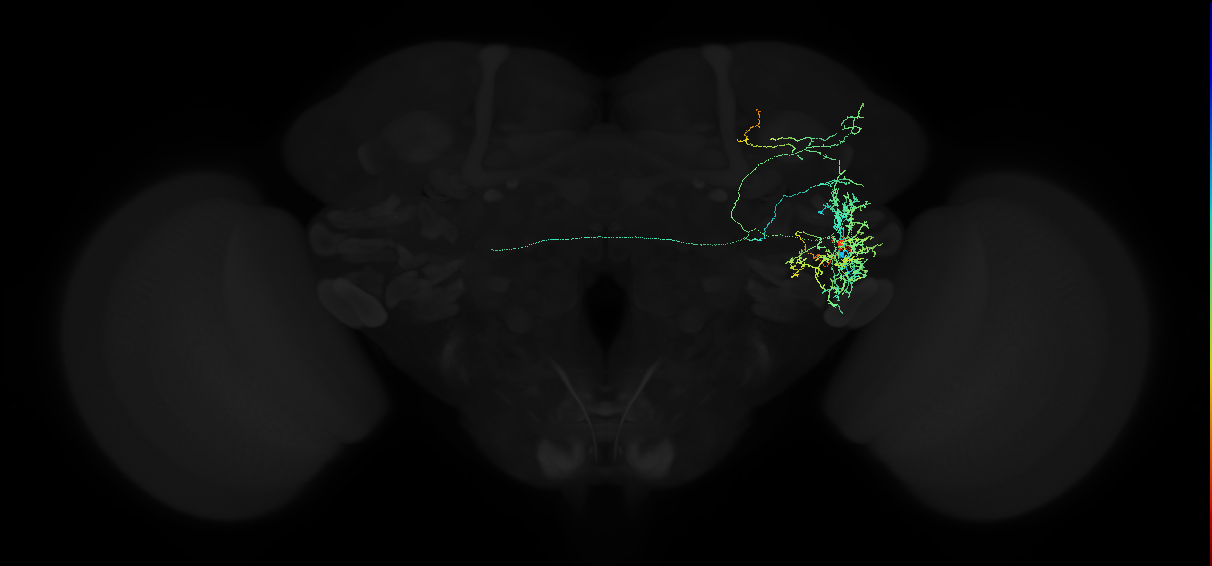 adult anterior ventrolateral protocerebrum neuron 578