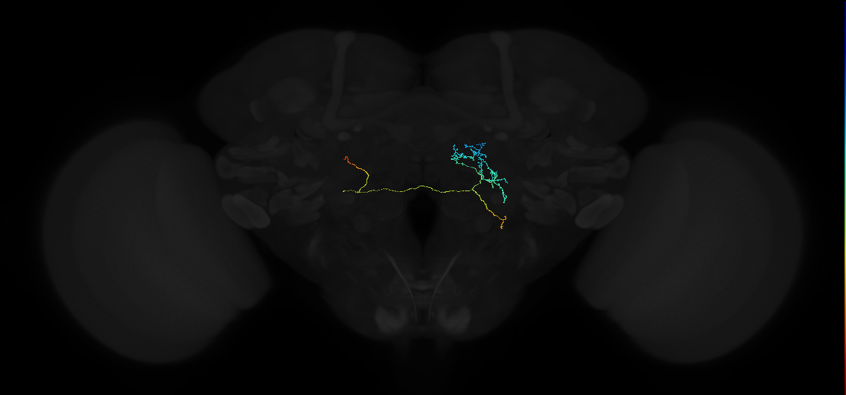 adult anterior ventrolateral protocerebrum neuron 579
