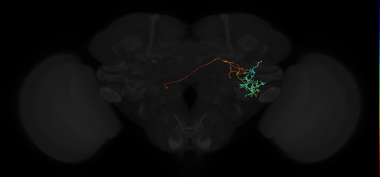 adult anterior ventrolateral protocerebrum neuron 580