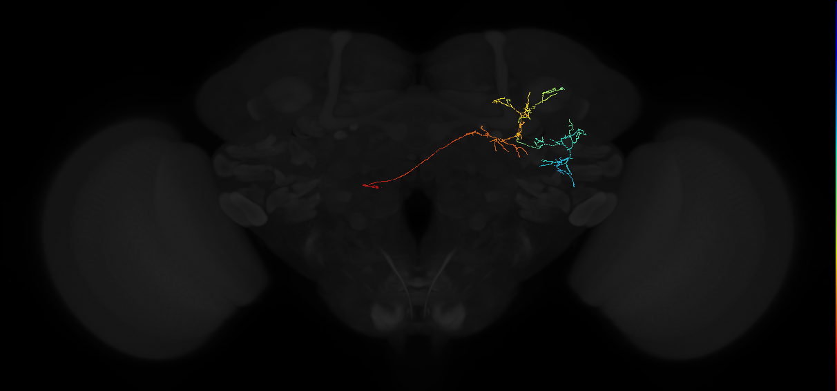 adult anterior ventrolateral protocerebrum neuron 581