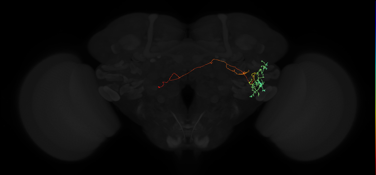 adult anterior ventrolateral protocerebrum neuron 582