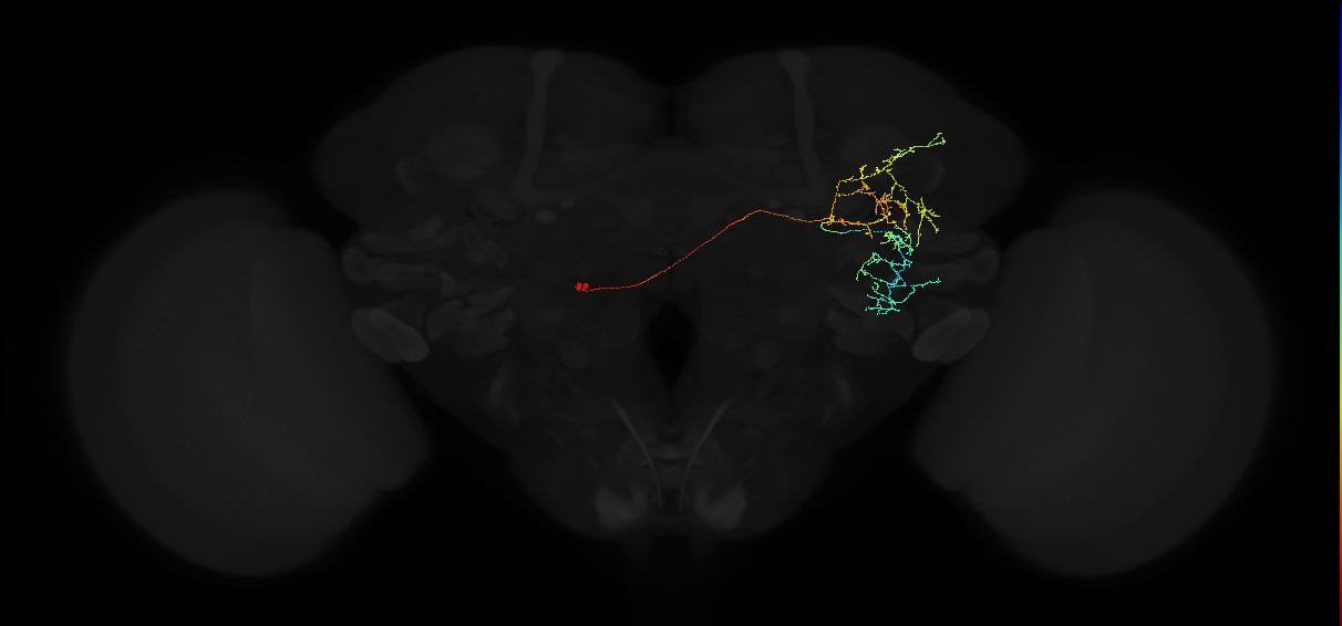 adult anterior ventrolateral protocerebrum neuron 583