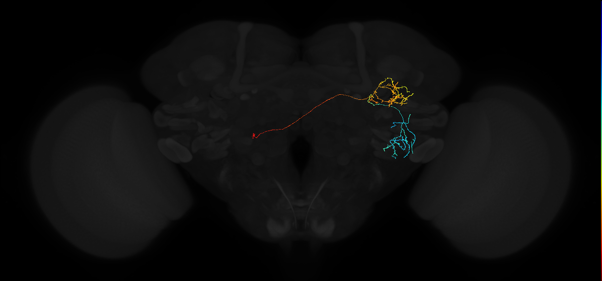 adult anterior ventrolateral protocerebrum neuron 584
