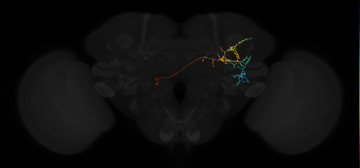 adult anterior ventrolateral protocerebrum neuron 585