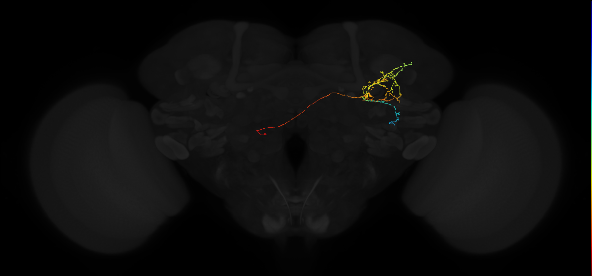 adult anterior ventrolateral protocerebrum neuron 586