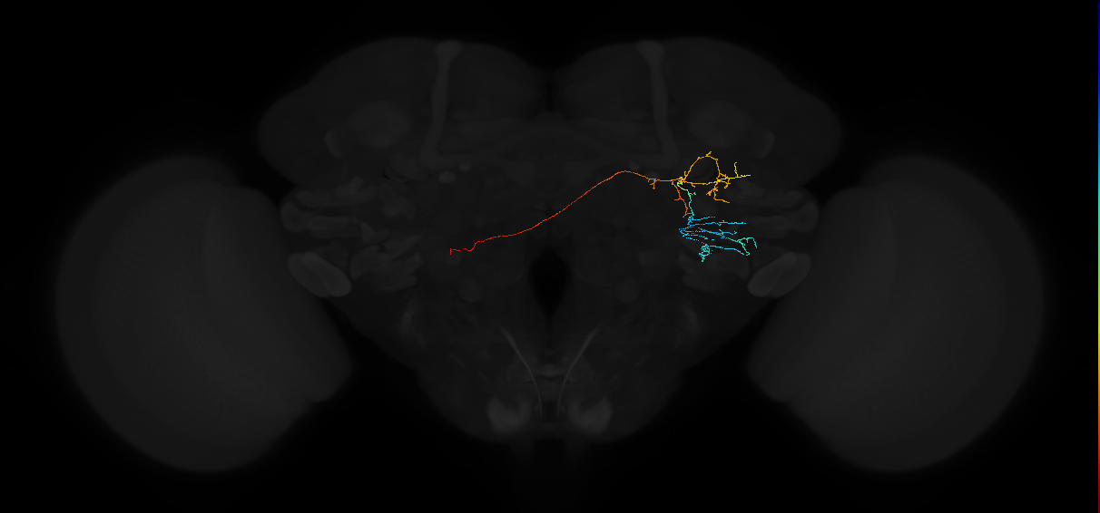 adult anterior ventrolateral protocerebrum neuron 587