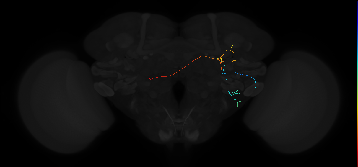 adult anterior ventrolateral protocerebrum neuron 588
