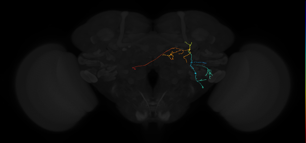 adult anterior ventrolateral protocerebrum neuron 589